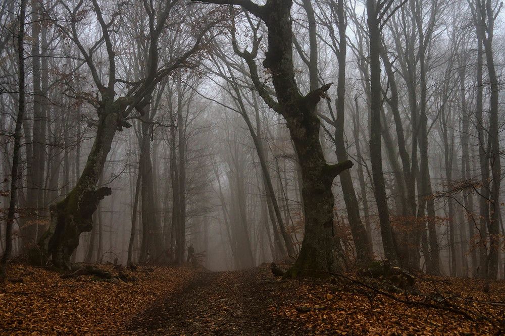 Photograph by Михаил Баевский