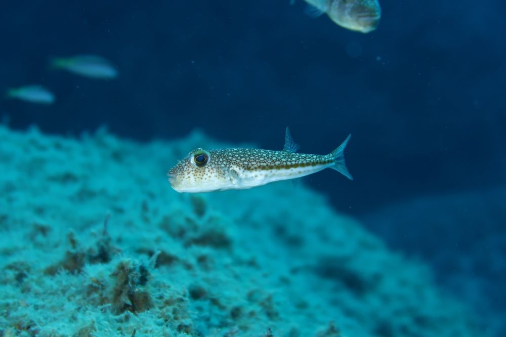 Photograph by KONSTANTINOS EFSTATHIOU