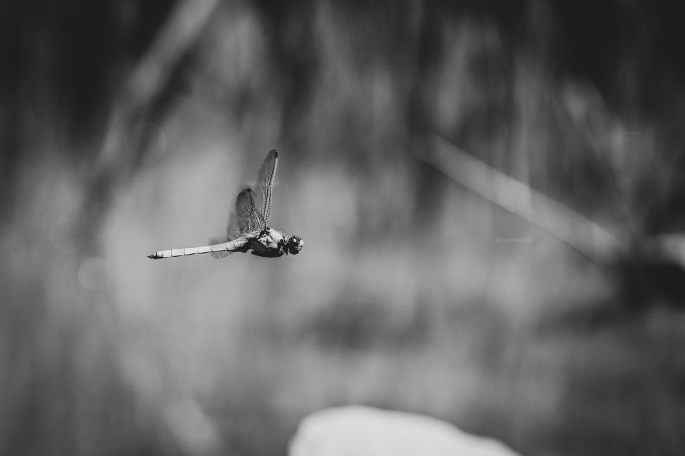 Полёт стрекозы