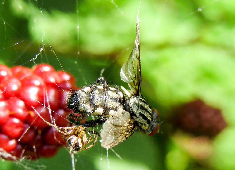 Spider and fly