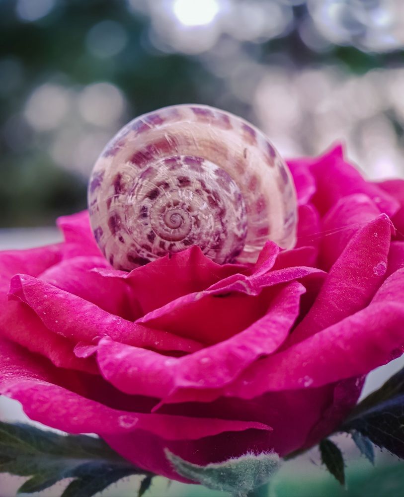 Photograph by Hannah Surji