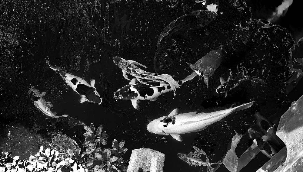 Photograph by PHUONG NGUYEN THANH