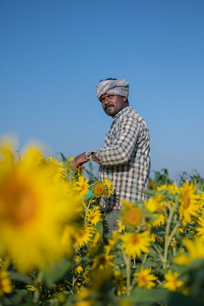 Sunflower breeding and pollination by a farmer