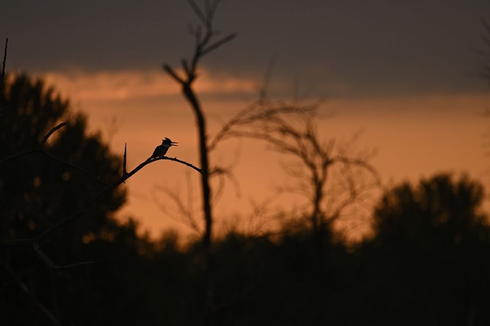 Photograph by Morring David