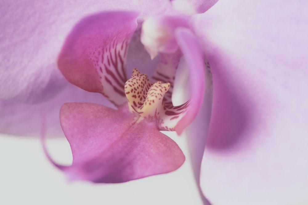 Photograph by Morring David