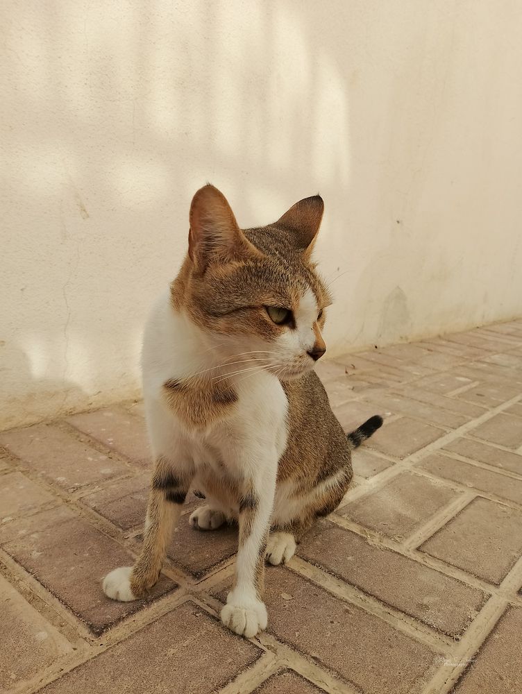 Photograph by Purpz Solano