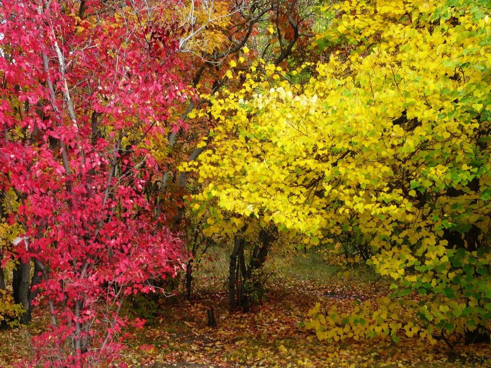 Photograph by Кот Оберон