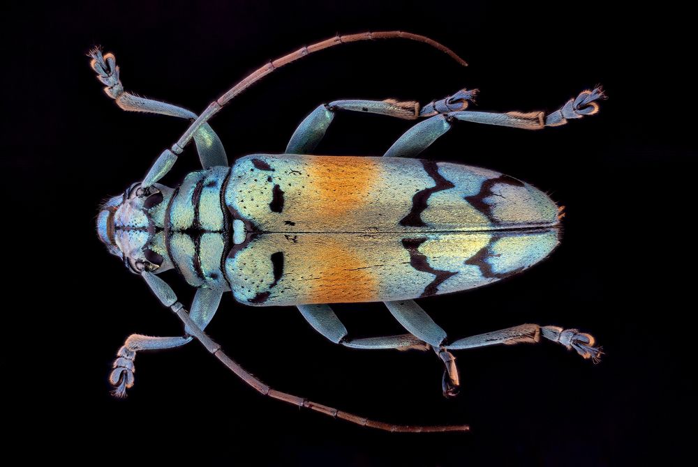 Photograph by Enrico Luzi