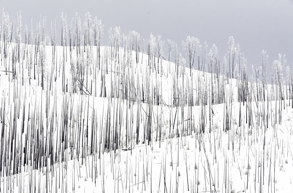 Photograph by Tom Ingram