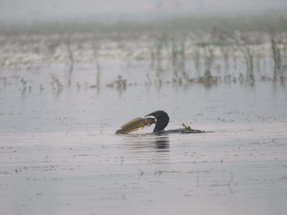 Photo #8568594