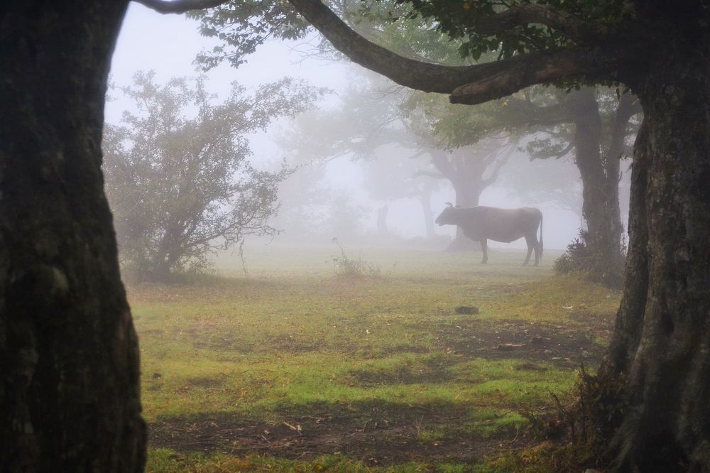 Photograph by Юлия Абрамова