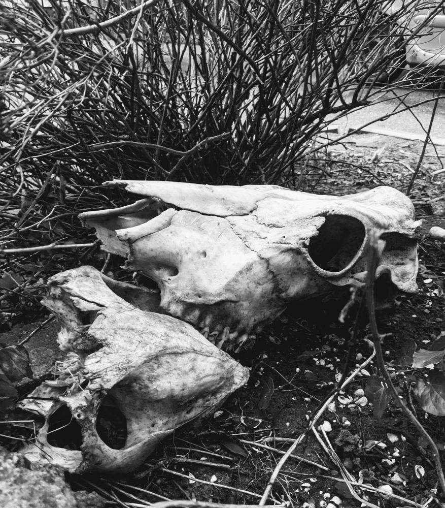 Фотография автора Ксения Шляйхер