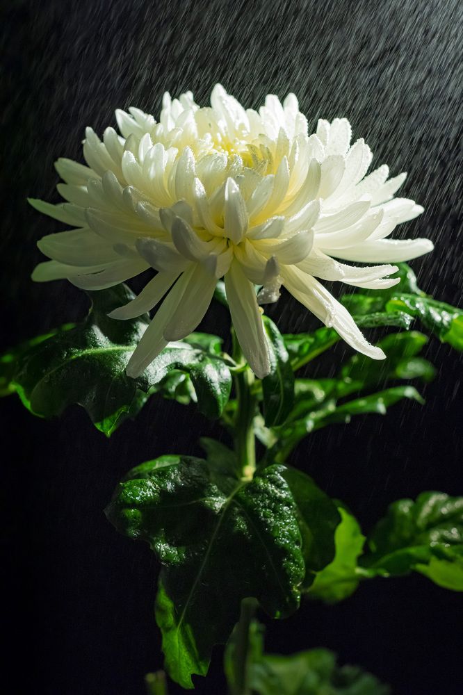Хризантема под дождём