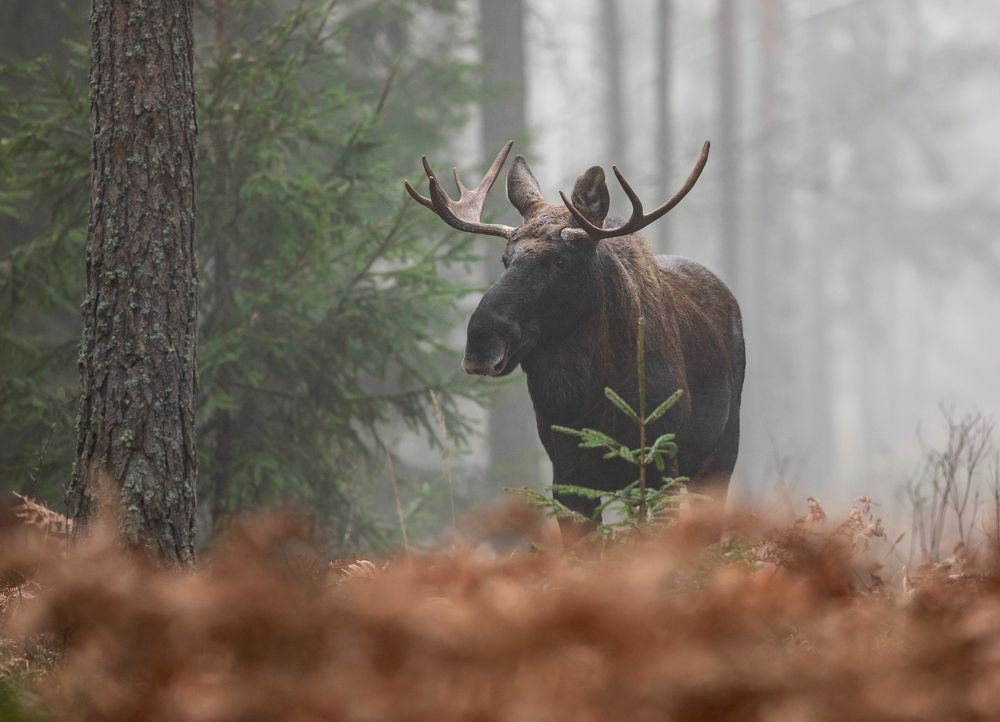 Photograph by Vladimir Pakalevich