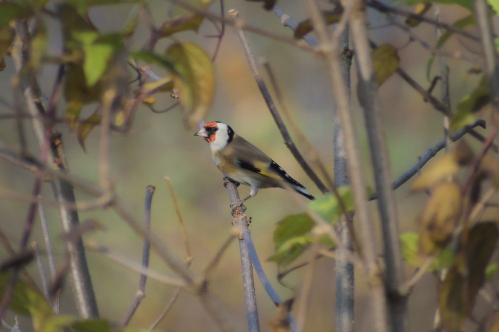 Goldfinch