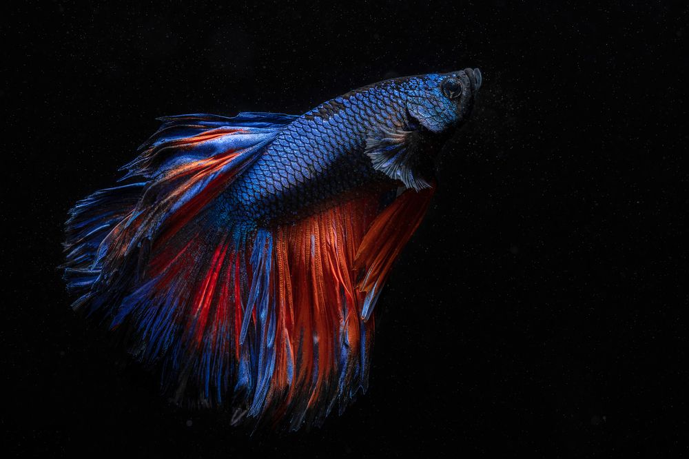 Photograph by Gatis Vilbrants