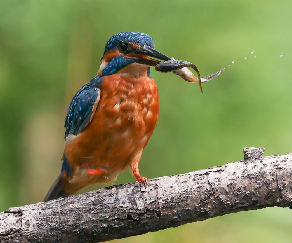 Photograph by Ambi Puvi