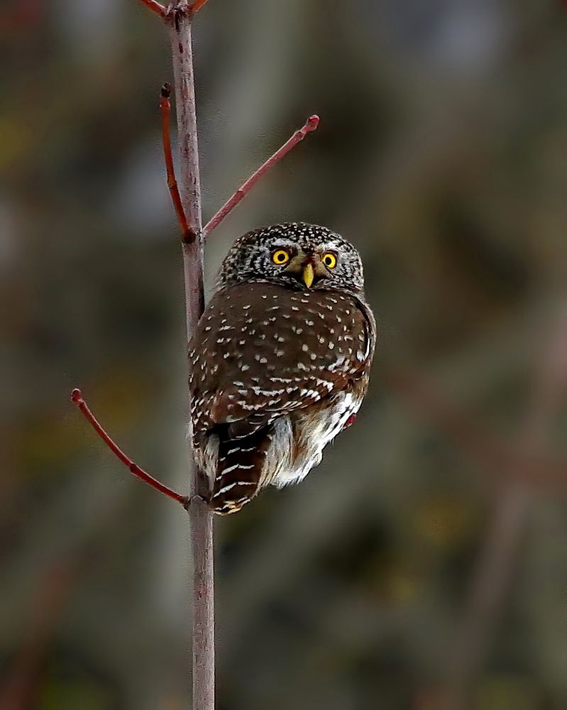 Photograph by Игорь Чеботарёв