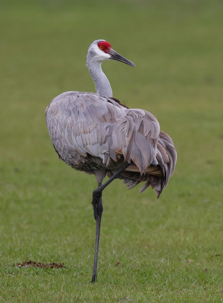 Sandhill Crane