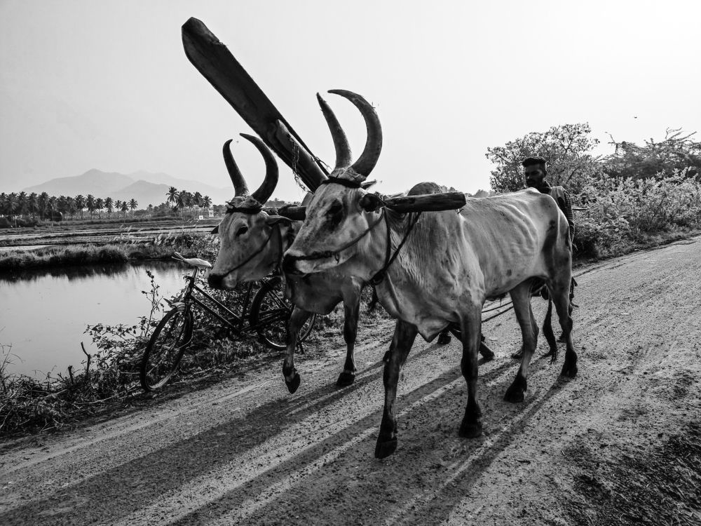 Photograph by Ragulprasanna