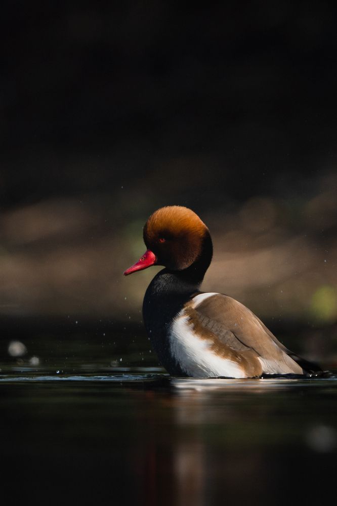 Photograph by Pratyush Sharma