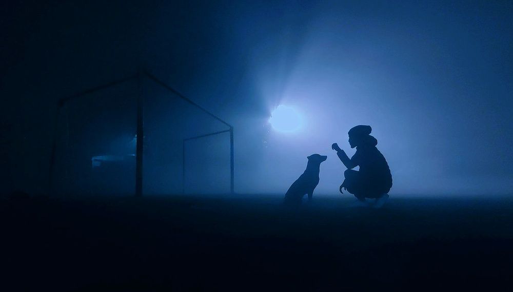 Love is a wet nose and a wagging tail.