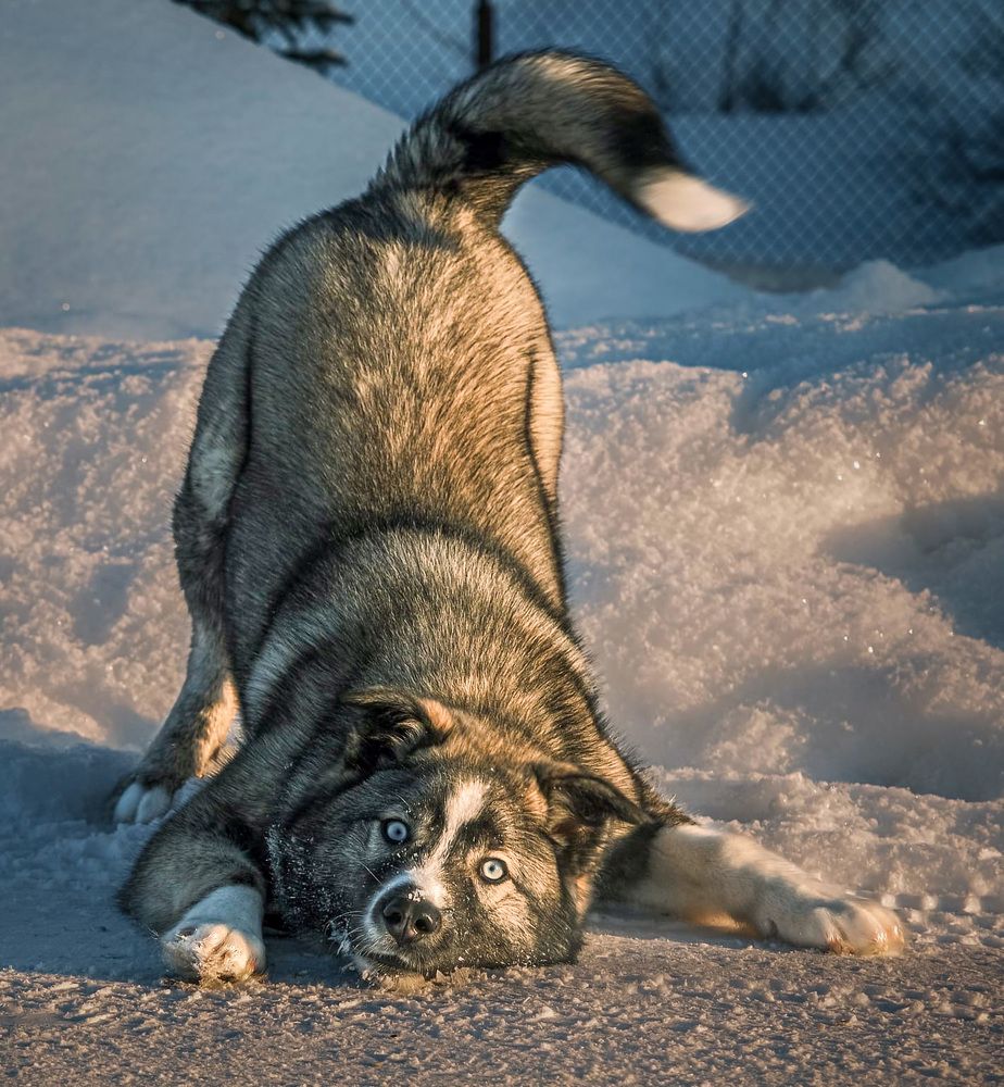 Щенячья радость