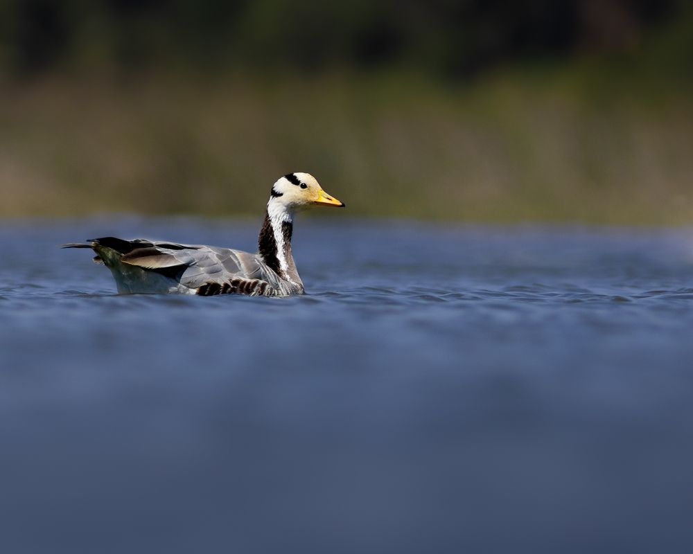 Photograph by Prathik