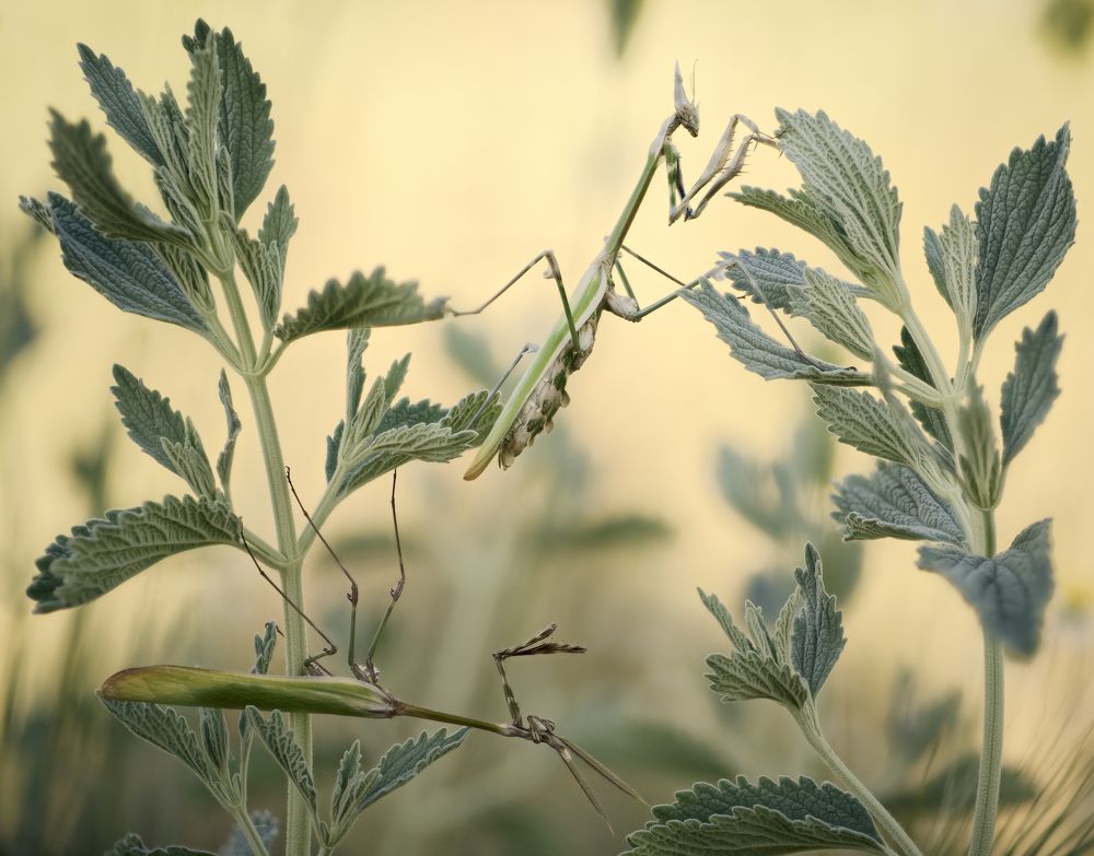 Фотография автора Panagiotis Dalagiorgos