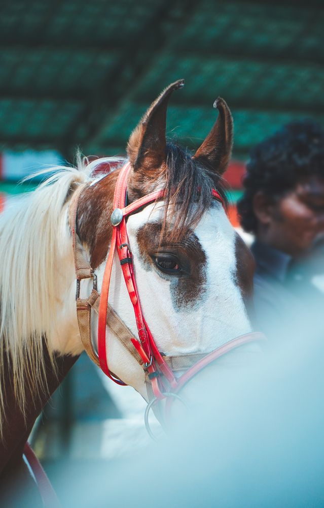 Working Horse