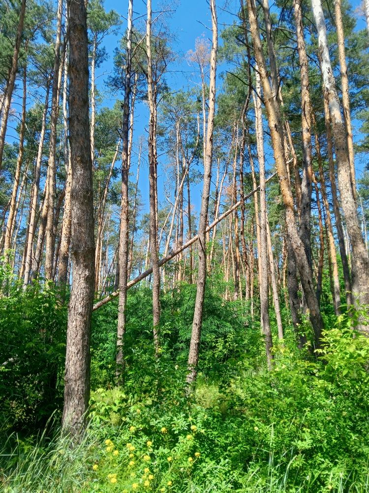 Photo #8571147