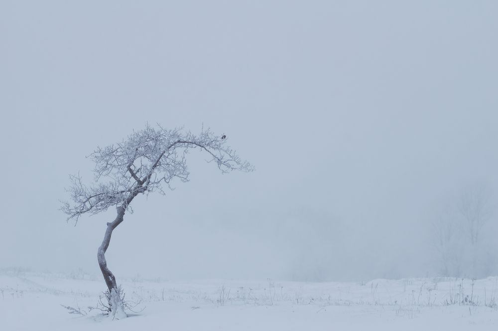 Photograph by Юрий Гау