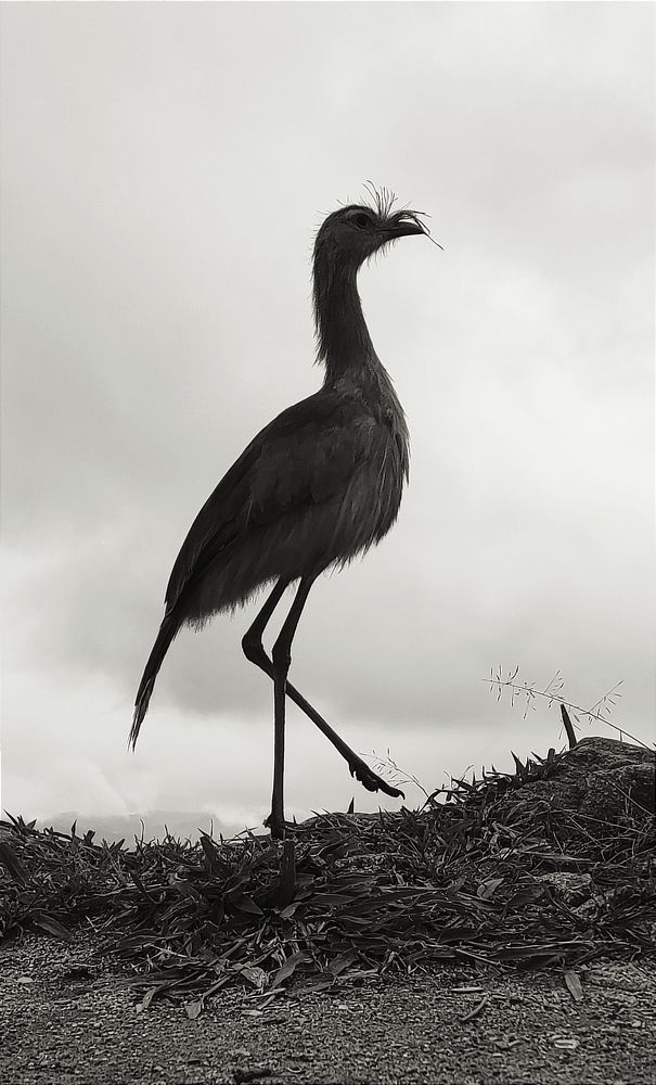 Photograph by Tony Carneiro de Jesus