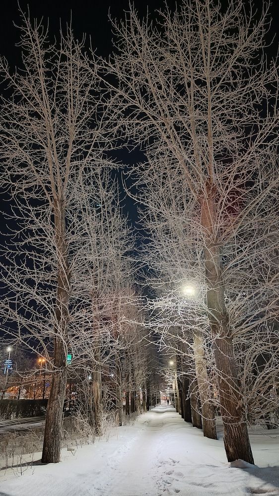 По заснеженным аллеям