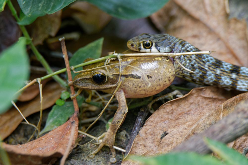 Фотография автора Mahmudul Hasan