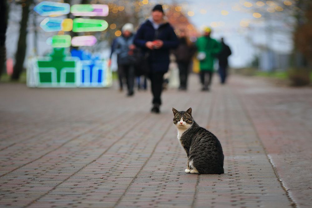 Photograph by Виктор Смирнов