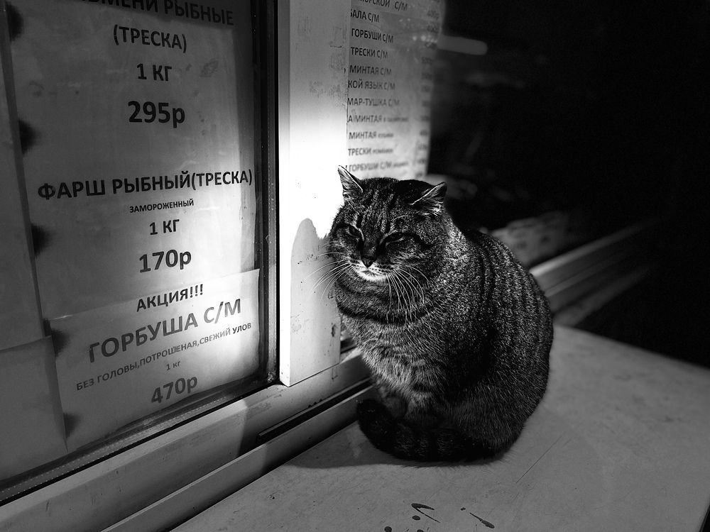 Photograph by Григорий Лыжин