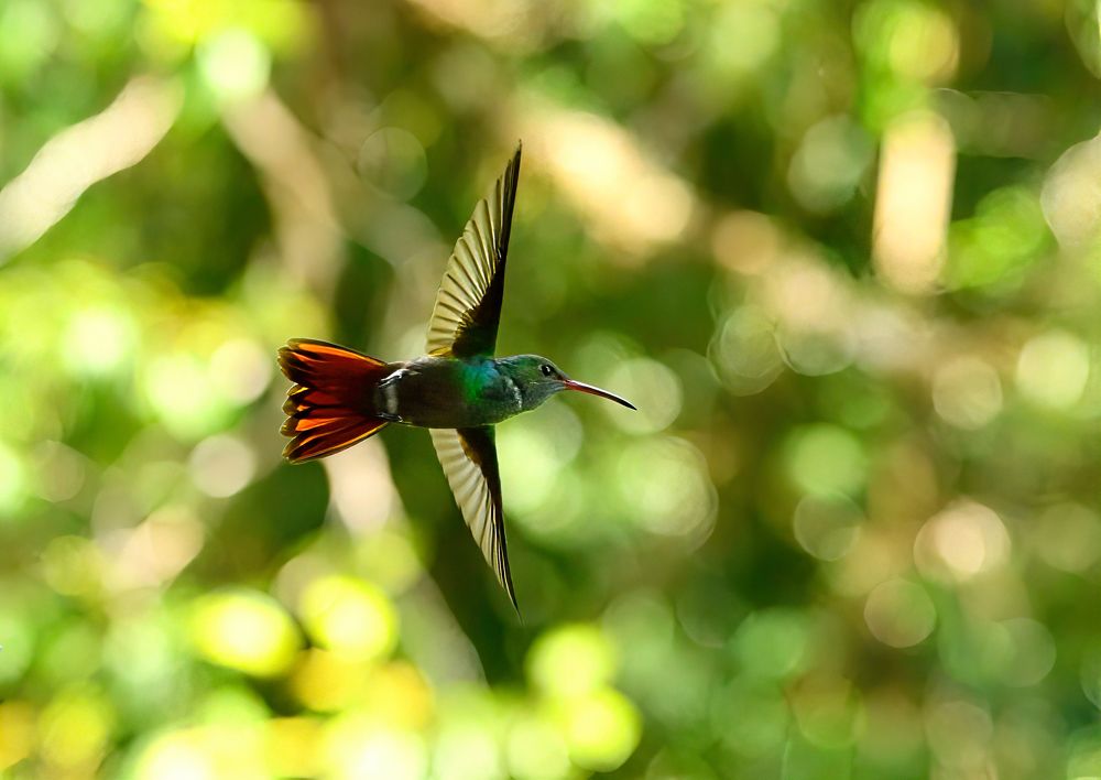 Photograph by Morring David