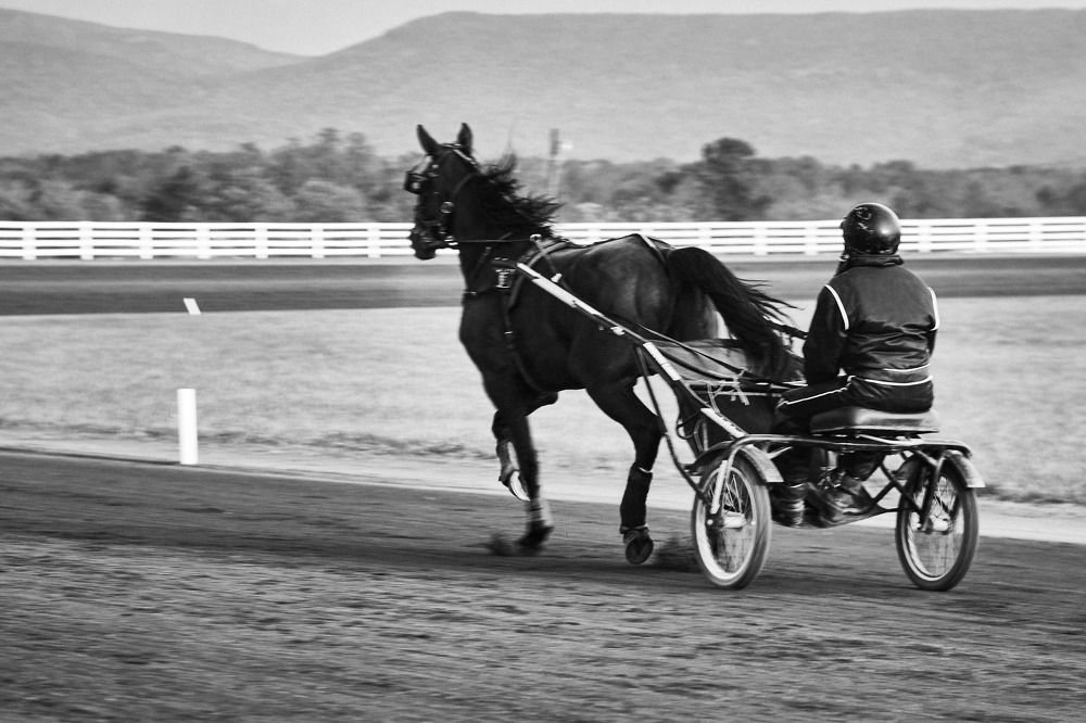 Standardbred horse warmup, USA