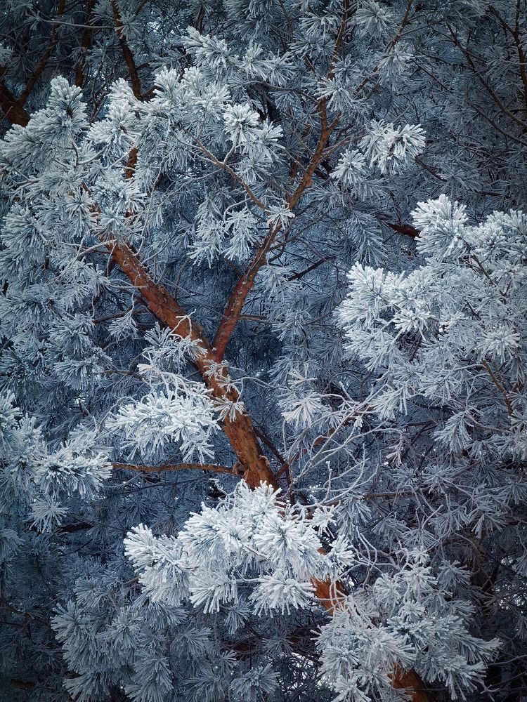 Photograph by Алексей Степаненко