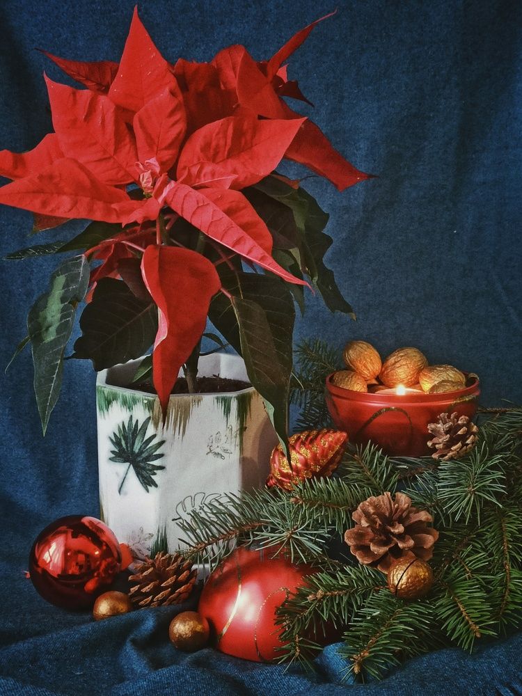 Пуансеттия