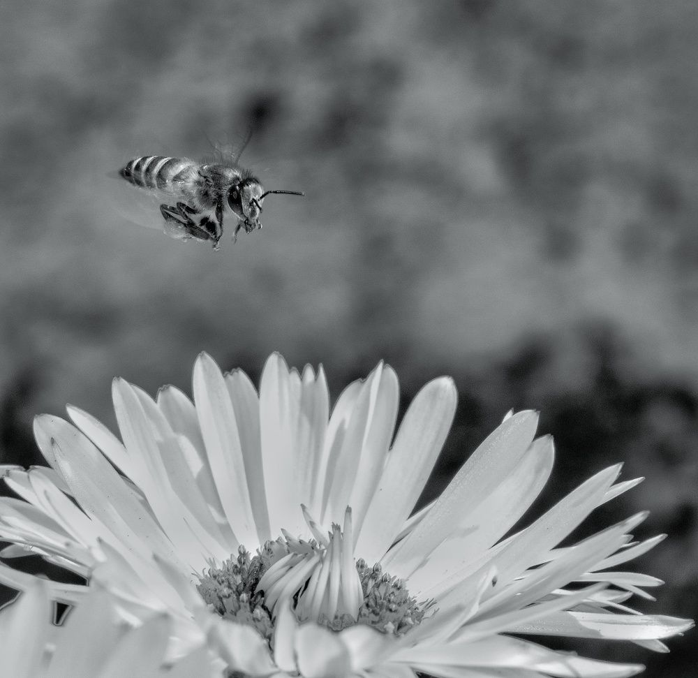 Photograph by Priyanka Dey Das