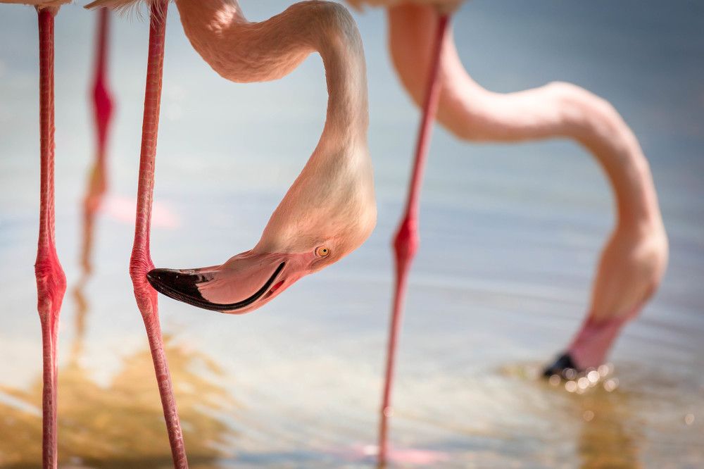 Photograph by Диана Бородзе