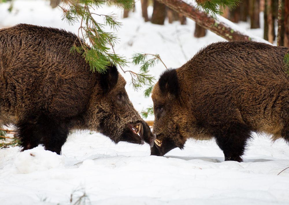 Photograph by Диана Бородзе