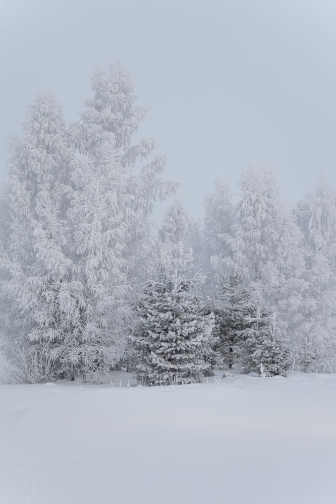Фотография автора Светлана Бобошина