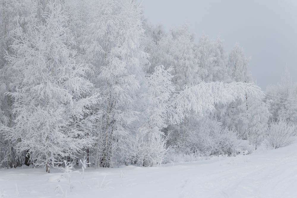 Фотография автора Светлана Бобошина