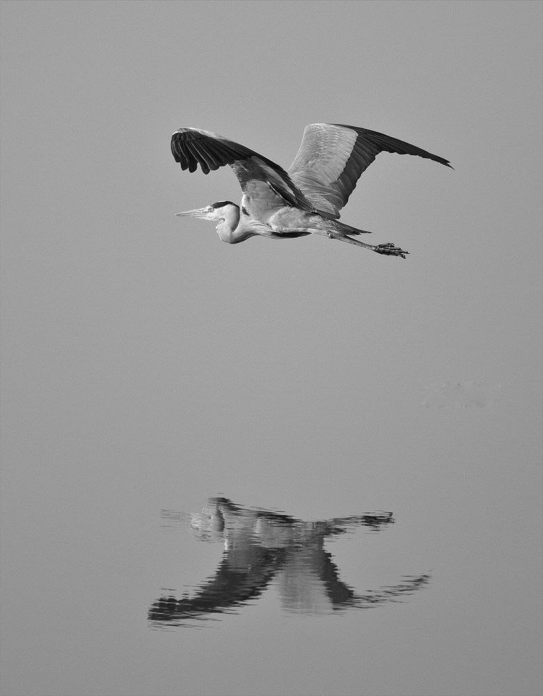 Фотография автора Hamidreza Saedi