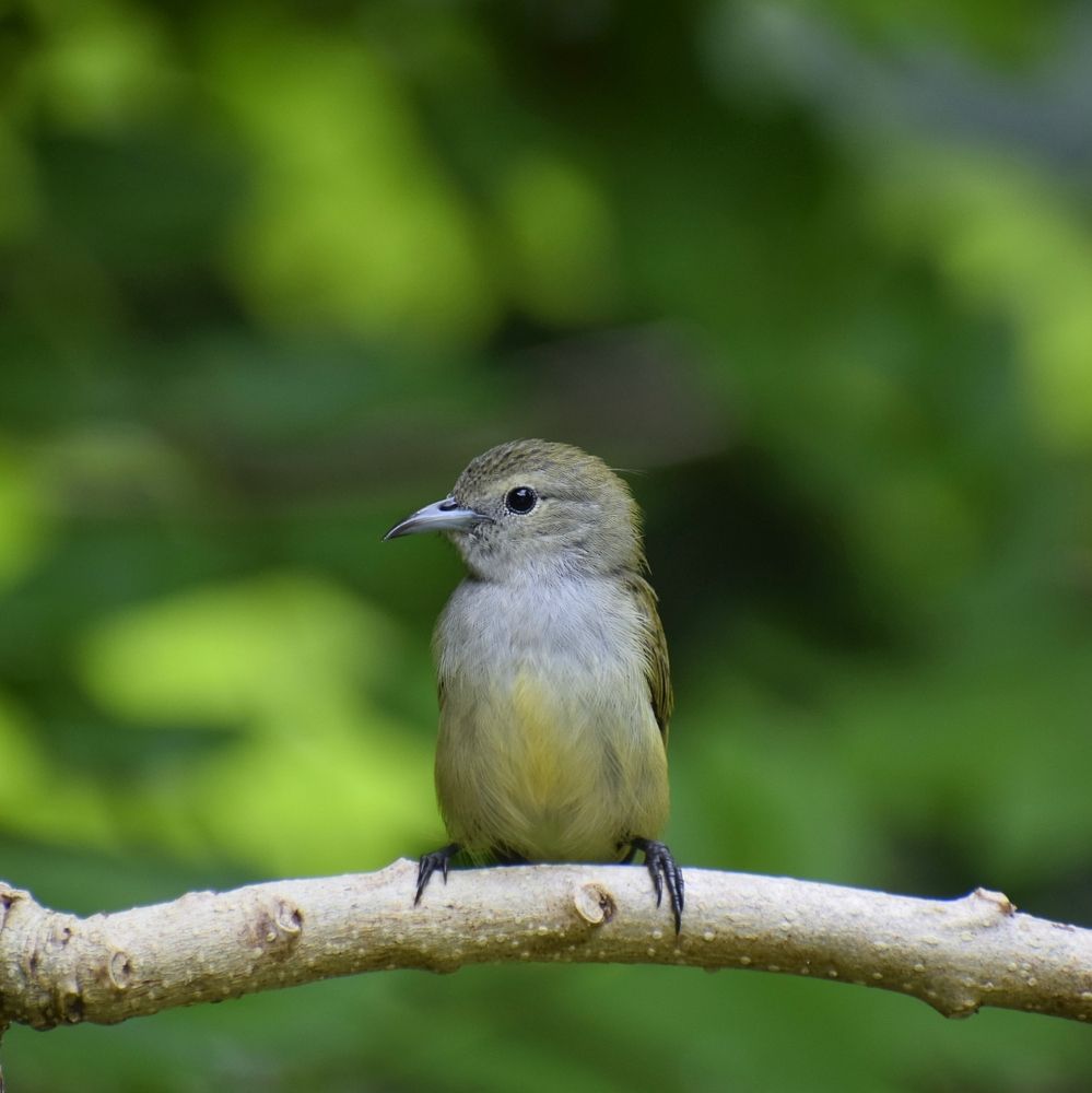 Photograph by Suresh Kumar