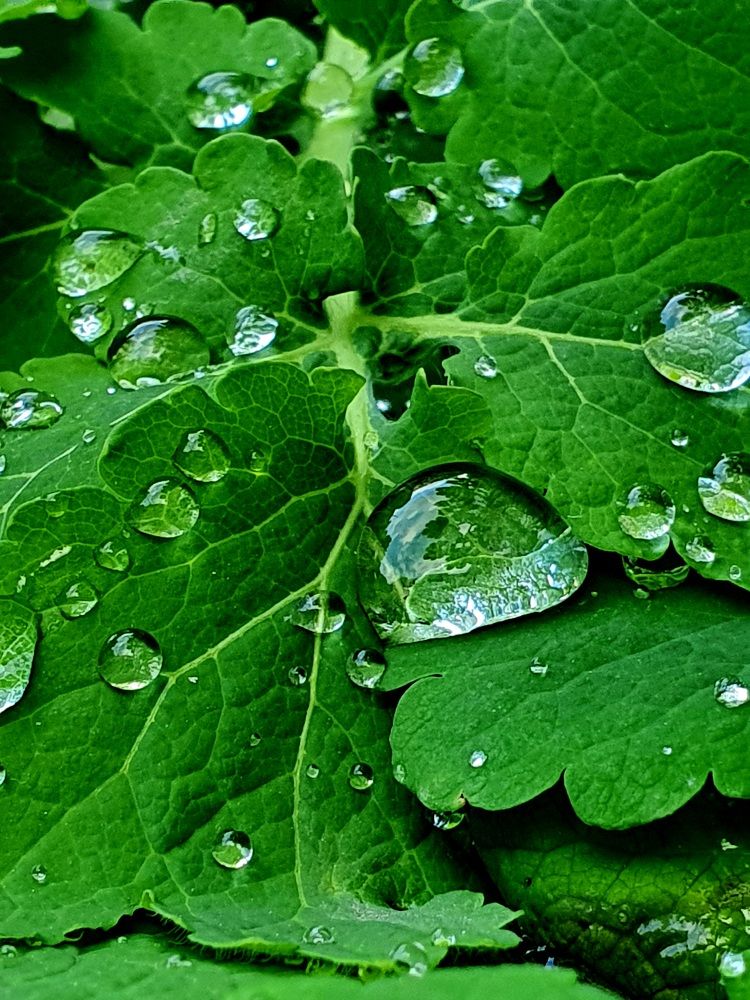 Мобильная фотография