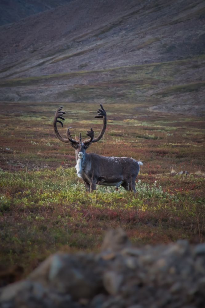 Северный олень